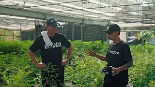 Thai farm real