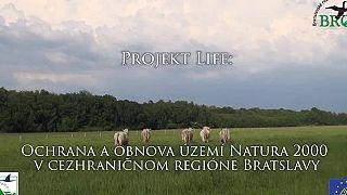 Falošné ochranárske združenie v rezervácii Šúr. Eurofondoví milionári