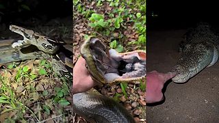 Lovec hadov sa opäť vydal do floridských močiarov