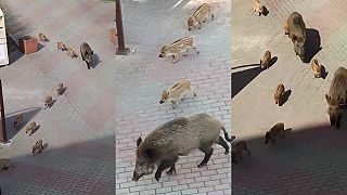 Divé svine vyrazili do mesta (Poľsko)