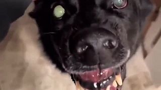 Bývam doma s čiernou zubatou beštiou!