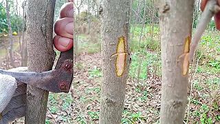 Teraz je ten správny čas na štepenie (jedna z techník)