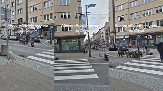 S příchodem jara se v polské Gdyni zintenzivnili divočáci.