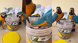 Ary modrožlté len tak nejaké plastové veko nezastaví