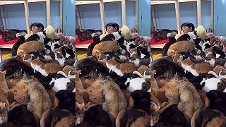 A aký je život v „mačkárni”?