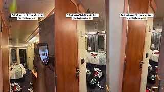 Počas plavby výletnou loďou nechali na izbe otvorené dvere, mali ju plnú vtákov