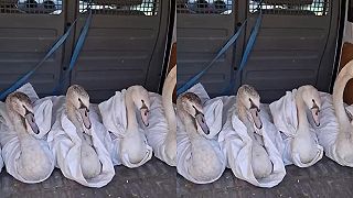 Záchranná stanice a ekocentrum Pasíčka se podělila o roztomilé video.