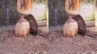 Bobor ešte musí trochu potrénovať, inak ho strom rozpučí