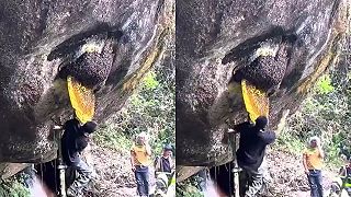 Istá smrť alergika - zber medu od divokých včiel!