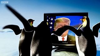 Paródia na Donalda Trumpa: vyhlásil clá aj na tučniakov