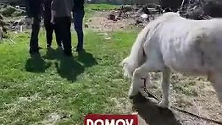 Beštiálny masaker na Žitnom ostrove bude mať dohru