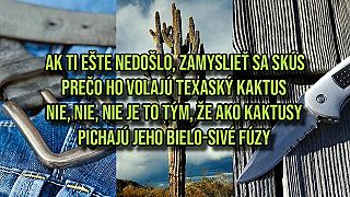 Zvrátený Ujo - Texaský Kaktus