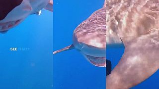 Potápač zažil stresujúce chvíle, žraloka musel viackrát odtlačiť rukou