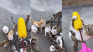 Žerú mačky varenú kukuricu?