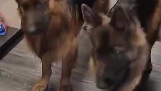 Môžeme si dať od cudzieho papať?