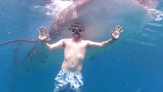 Urob mi zopár záberov so žralokom veľrybím!