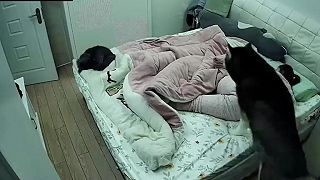 Takého starostlivého psa má doma málokto