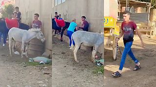 video Holanďanka žijúca v Egypte napadla miestneho muža, pretože bičoval osla