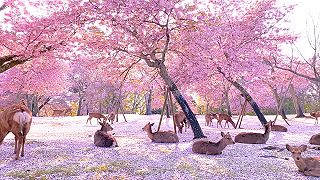 Keď v japonskom parku Nara kvitnú sakury, všetko je nádherne ružové 4K