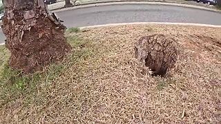 Choď sa tam pozrieť, niečo sa tam v tej diere ukrýva!