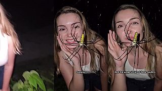 Toto je samček pavúka Nefila a teraz sa pozrieme na samičku