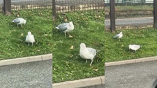 Dve techno čajky lovili dážďovky vedľa cesty