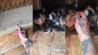 Sliepky v kuríne boli nejaké nepokojné