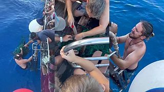 video Muži uvideli vo vode korytnačku zamotanú do siete, rozhodli sa ju vyslobodiť