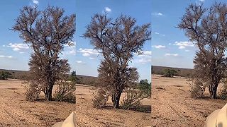 Ani opice na stromoch nie sú pred leopardom v bezpečí