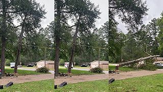 Môže byť niekto tak hlúpy, že rúca veľký strom, keď jazdia okolo autá?