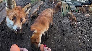 Líška sa narodila bez očí, z očných jamiek jej vyrastá dlhá srsť