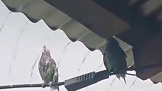 Si šibnutý? Veď choď pod strechu, lebo na daždi nachladneš!