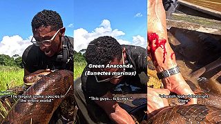 Šialenec šiel do Amazónie, aby chytil 5,8 metra dlhú anakondu, tiekla aj krv!