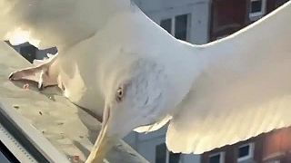 Rozdiel v presnosti zamerania cieľu čajky a vrany