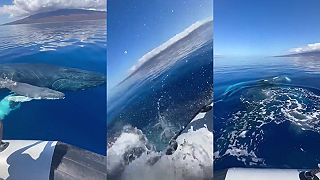 Z väčšej blízkosti sa už veľryby vidieť nedajú!