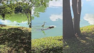 Volavka RIDIN' DIRTY