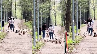Venčila viac ako 10 psov bez vôdzky, keď sa muž sťažoval, napadla ho palicou!