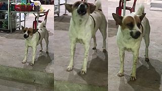 PACMAN (POKAZENÝ) PES