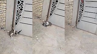 Ako mačka straku lapila