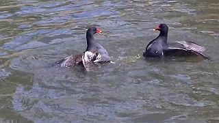 Sliepočky vodné si vybavovali účty, jedna druhú chcela utopiť