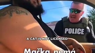 Mačka šoférovala auto