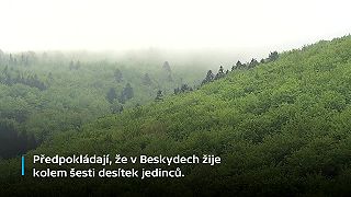 Tentrov hlucháň ČR. Odchovaných hlucháňov vypúšťajú do prírody