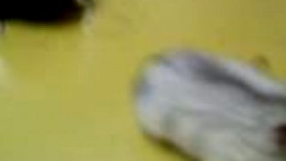 Porno skrecok