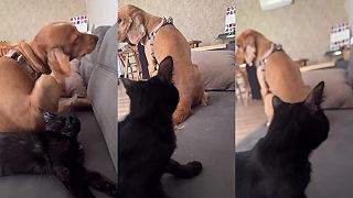 Mačka dostala mierny šok, keď pes zametal chvostom