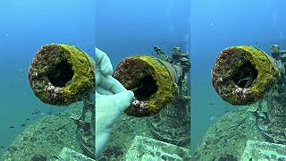 Potápač vs. čistotná rybka žijúca v hlavni kanónu