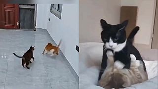 Keď mačky používajú zápasnícke chvaty #2