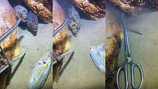 Tie murény sú sakra rýchle!