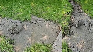 Môj pes nie je pes, je to PRASA!