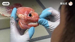 Anatomicky presná soška pandy