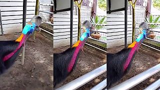 Veď to nie je vták, to je normálny dinosaurus! (kazuár)